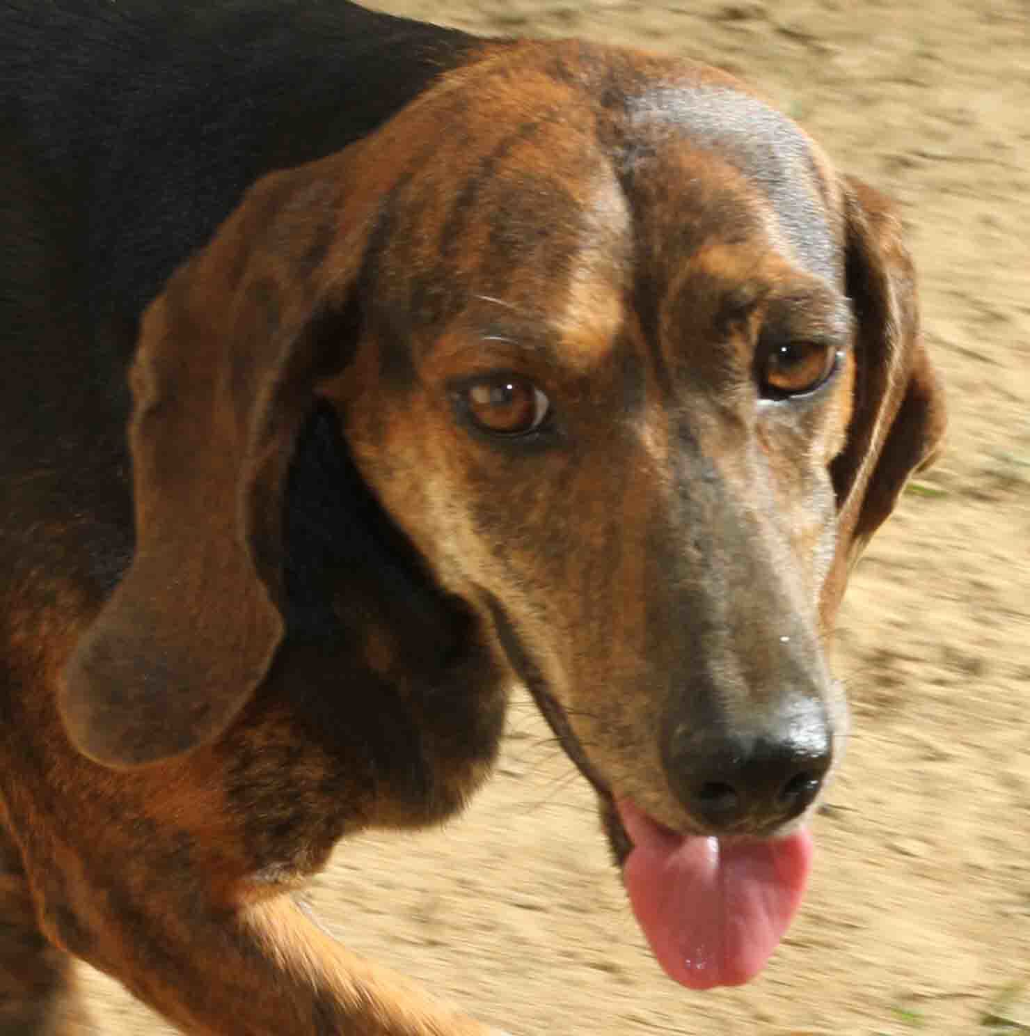 Boppy - ADOPTED!
