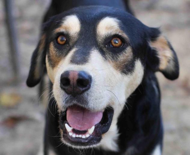 Samson - ADOPTED!