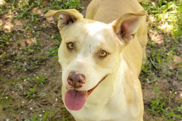Mollie Jo - ADOPTED!