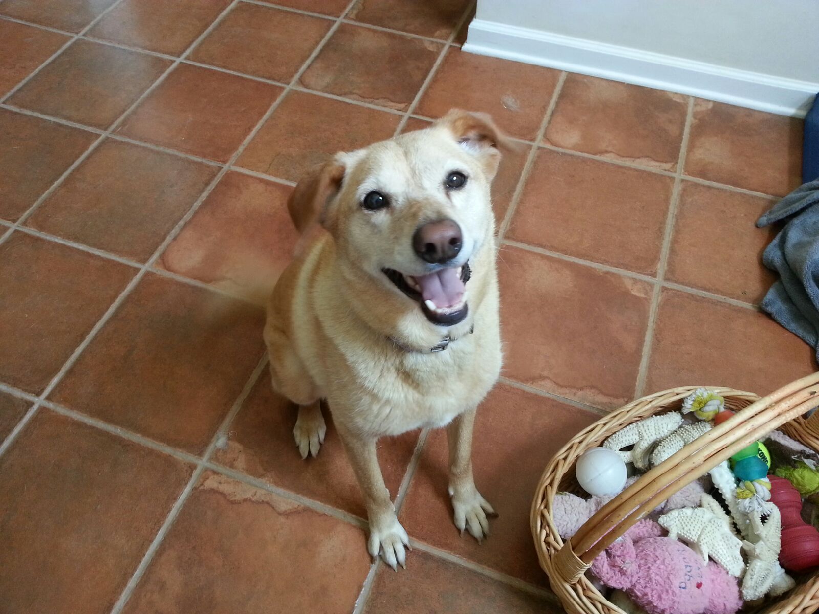 Joy - ADOPTED!