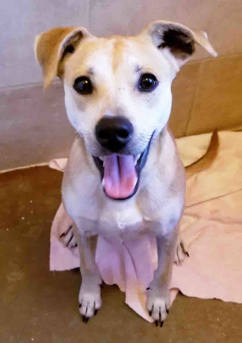 Clark - ADOPTED!