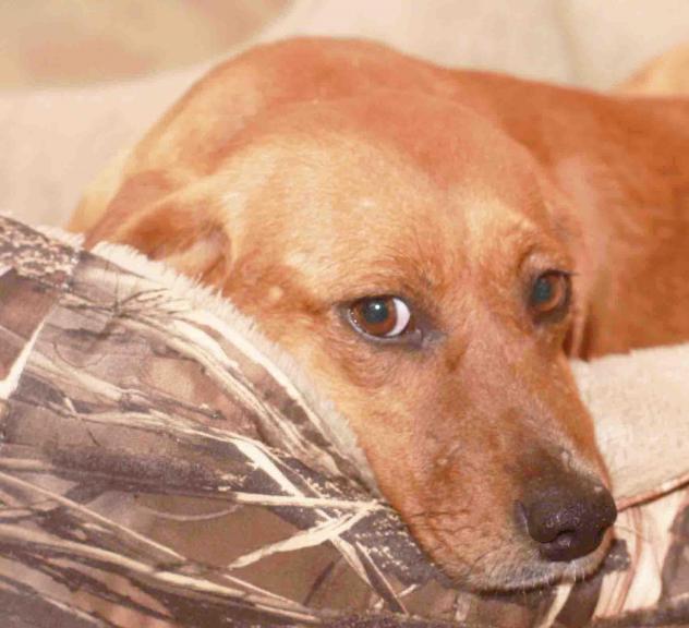 Hoopla - ADOPTED!