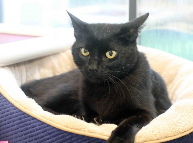 Notte - ADOPTED!