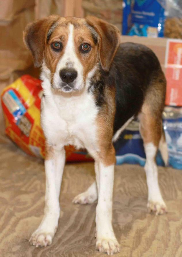 Sprig - ADOPTED!