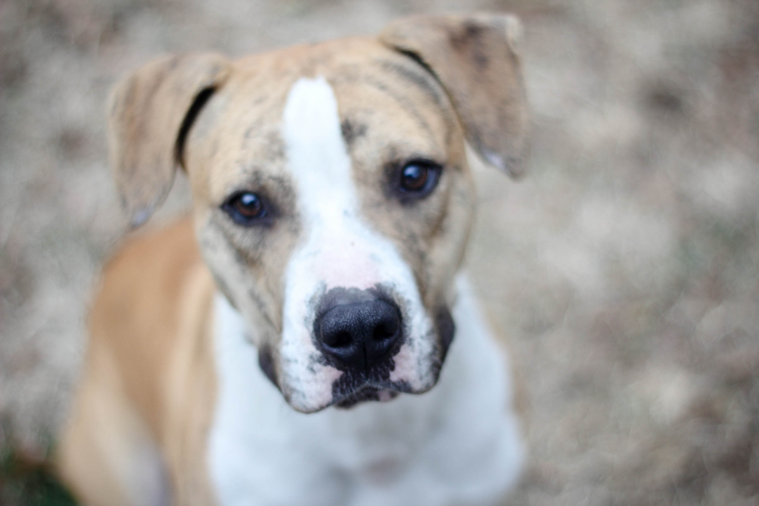 Cutty - ADOPTED!