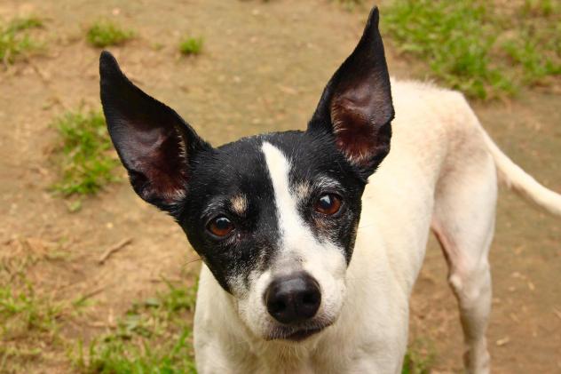 Suki - ADOPTED!