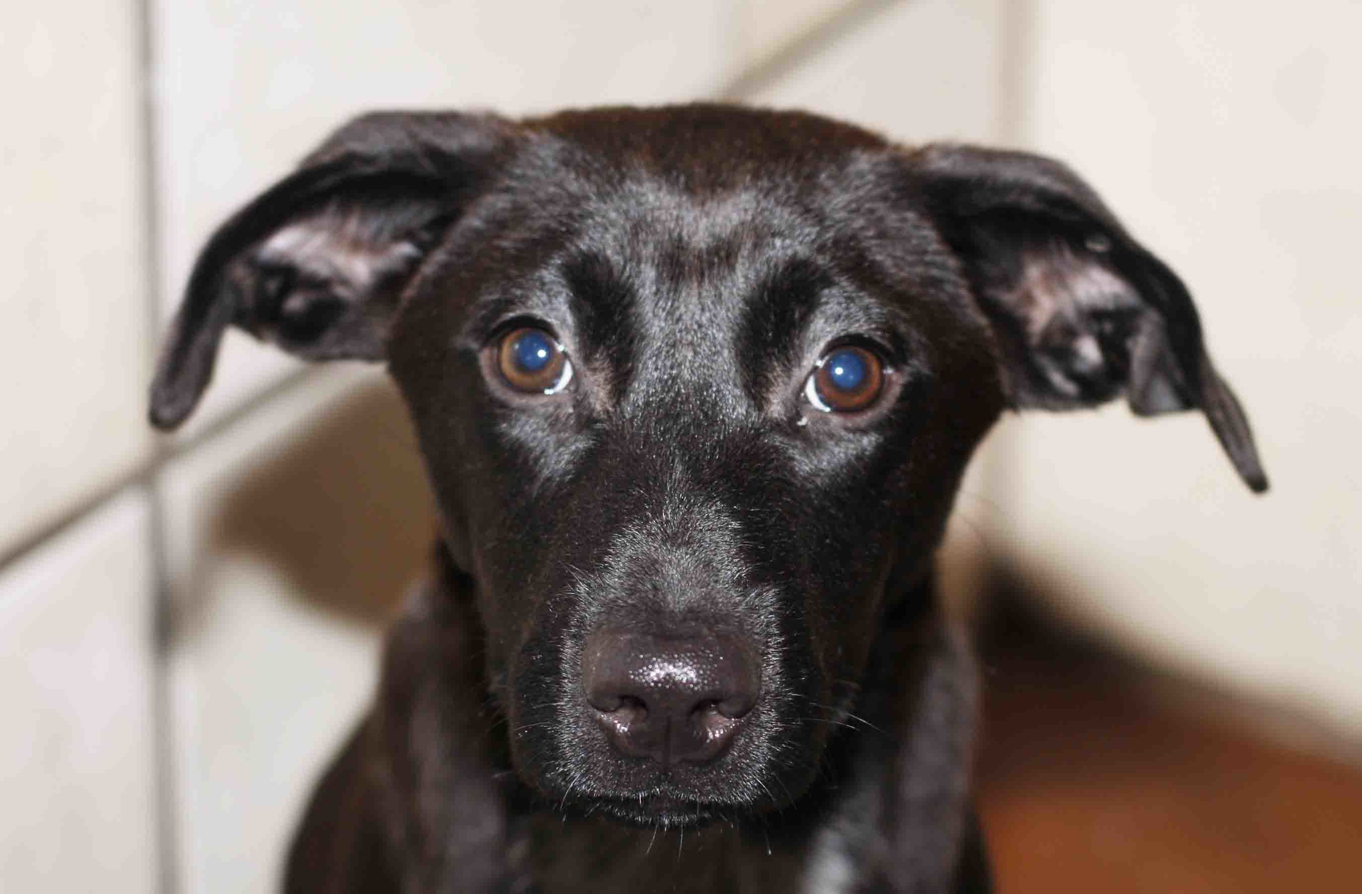 Echo - ADOPTED!