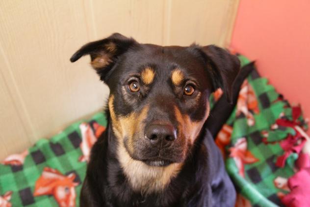 Luci - ADOPTED!