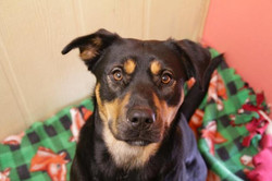 Luci - ADOPTED!