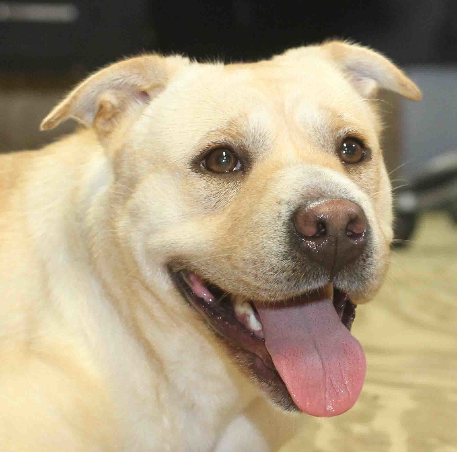Waverly - ADOPTED!