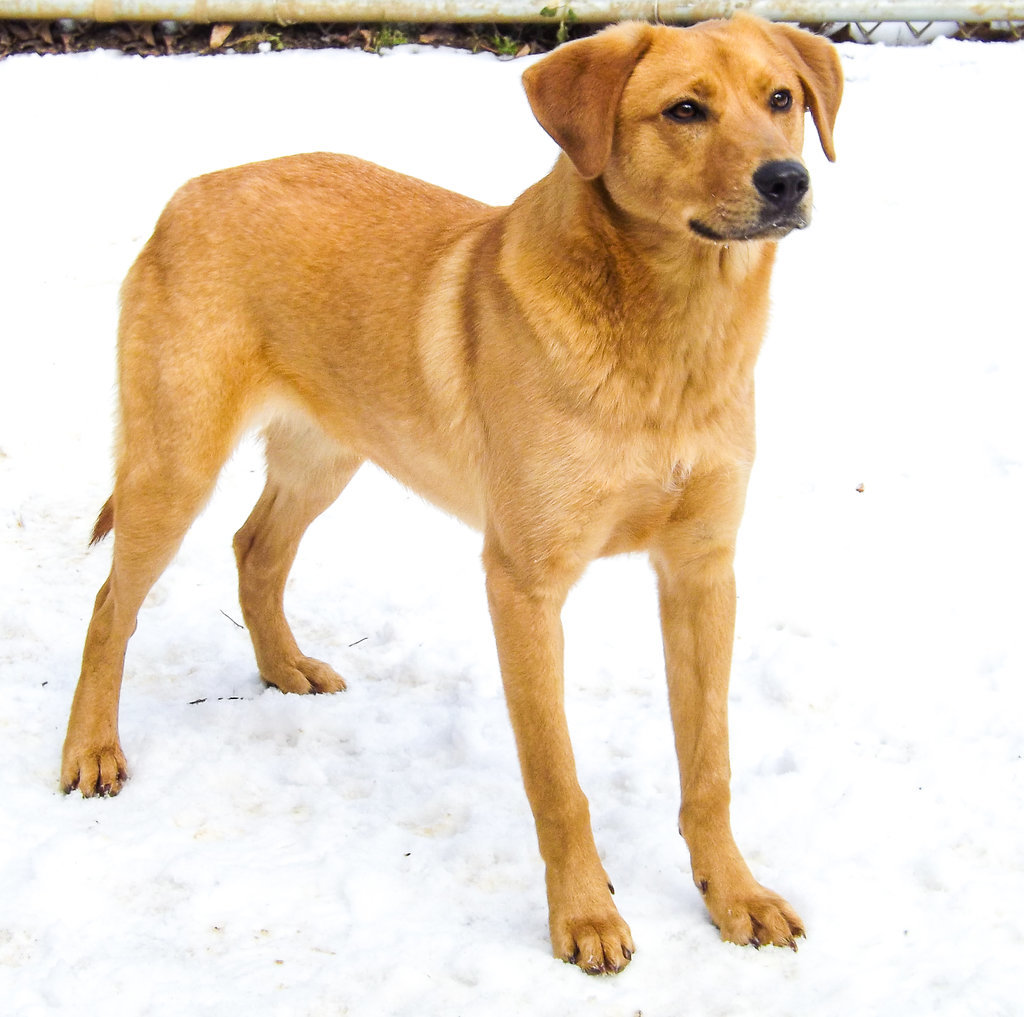 Rogue - ADOPTED!