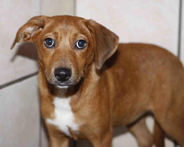Ketti - ADOPTED!