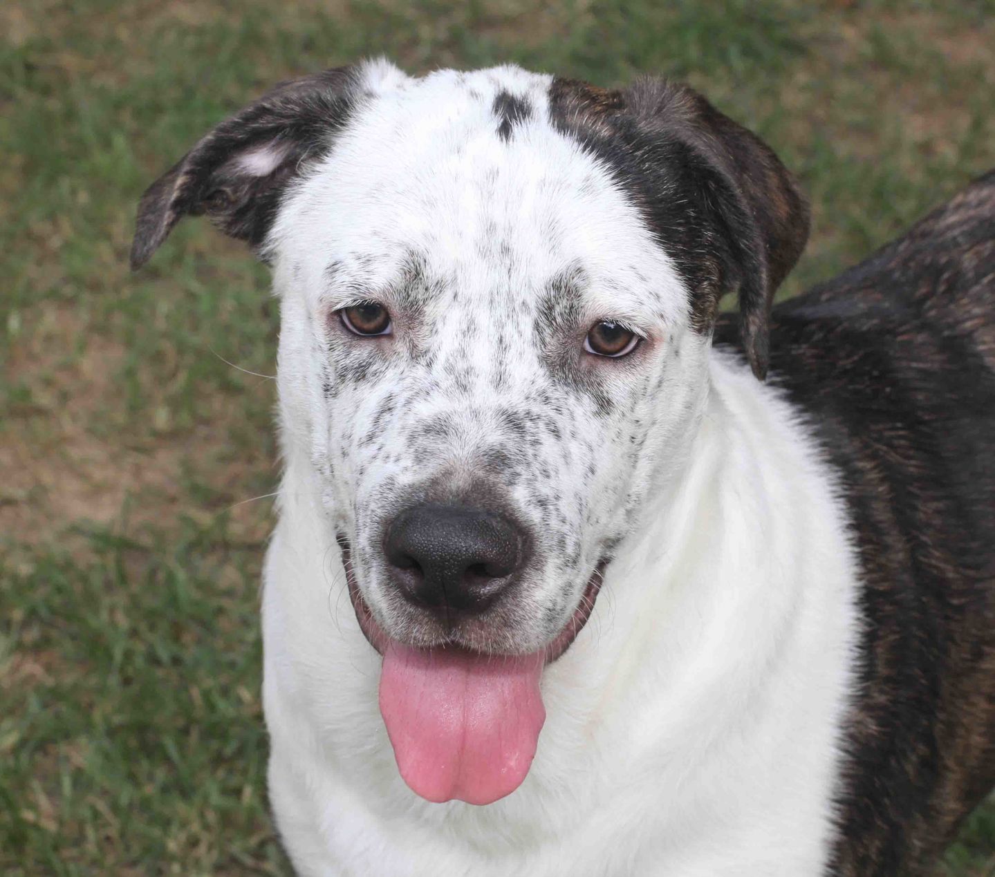 Cumberland - ADOPTED!