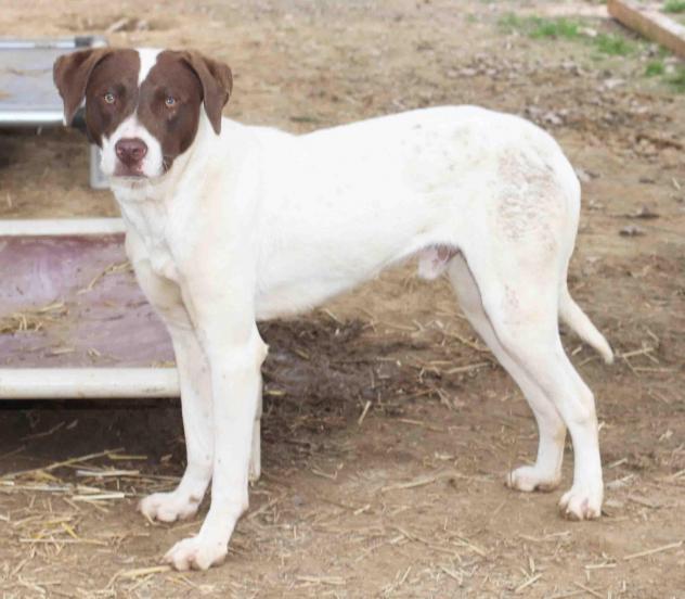 Collar - ADOPTED!