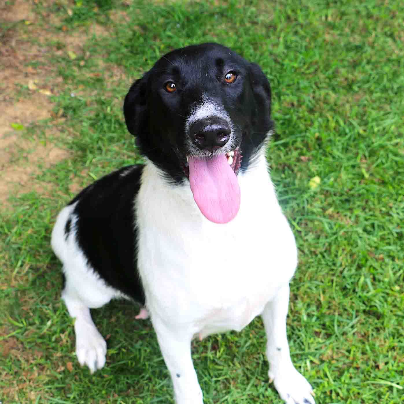 Sissie - ADOPTED!