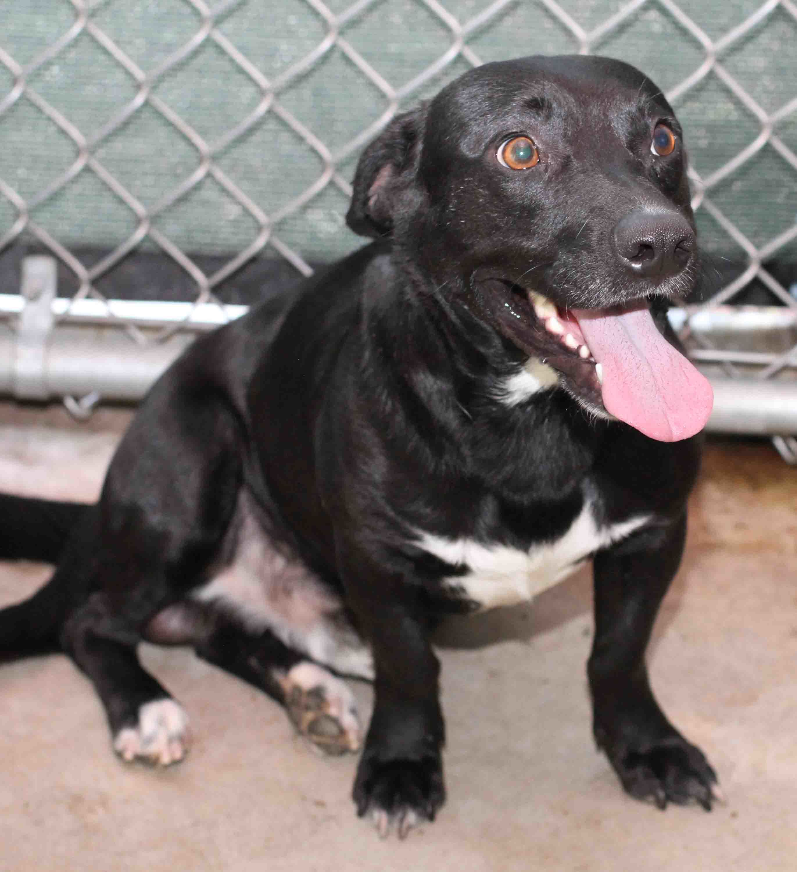 Shecky - ADOPTED!