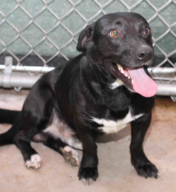 Shecky - ADOPTED!