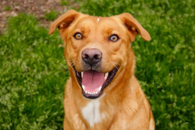 Hershel ~ ADOPTED!