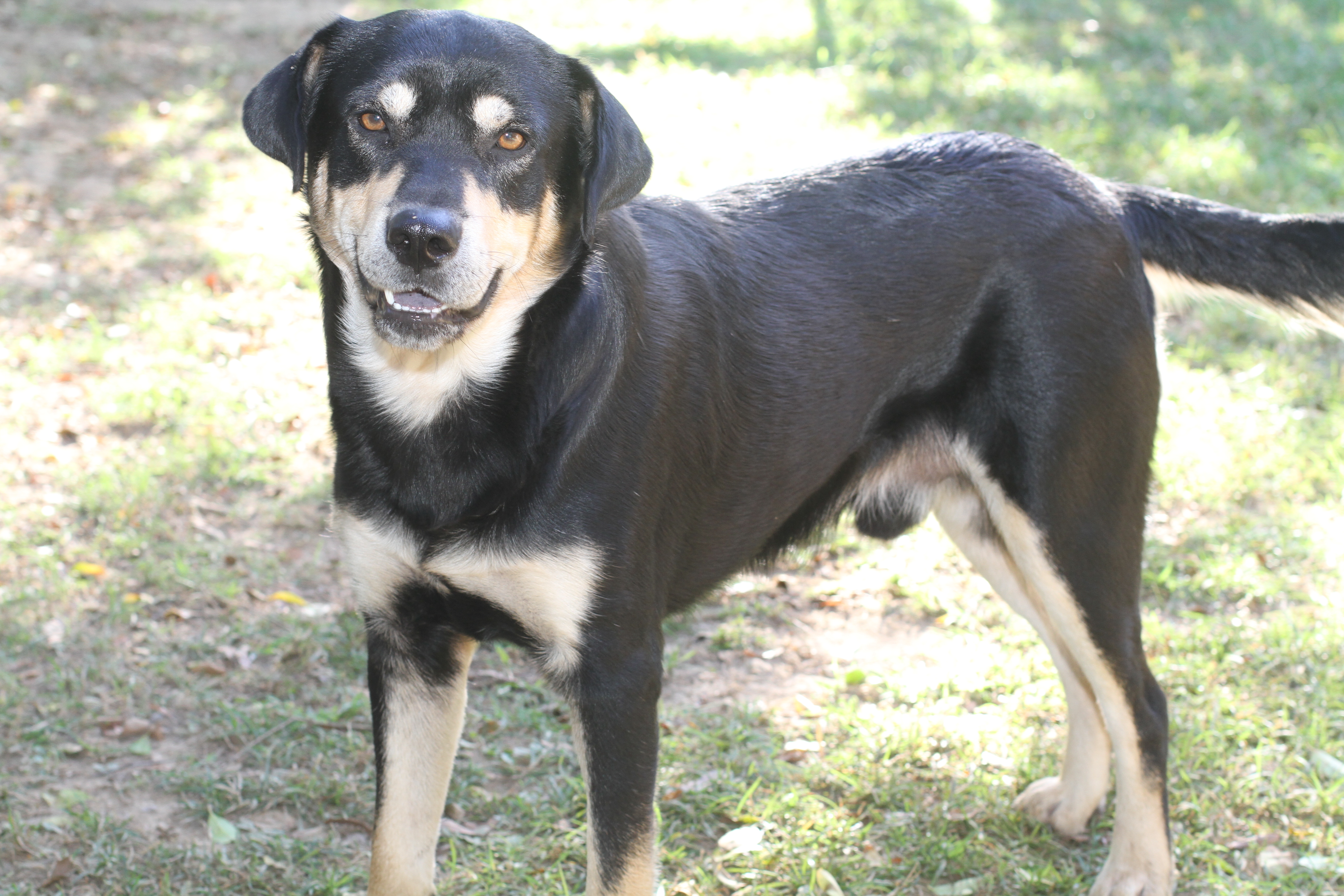 Titan - ADOPTED!