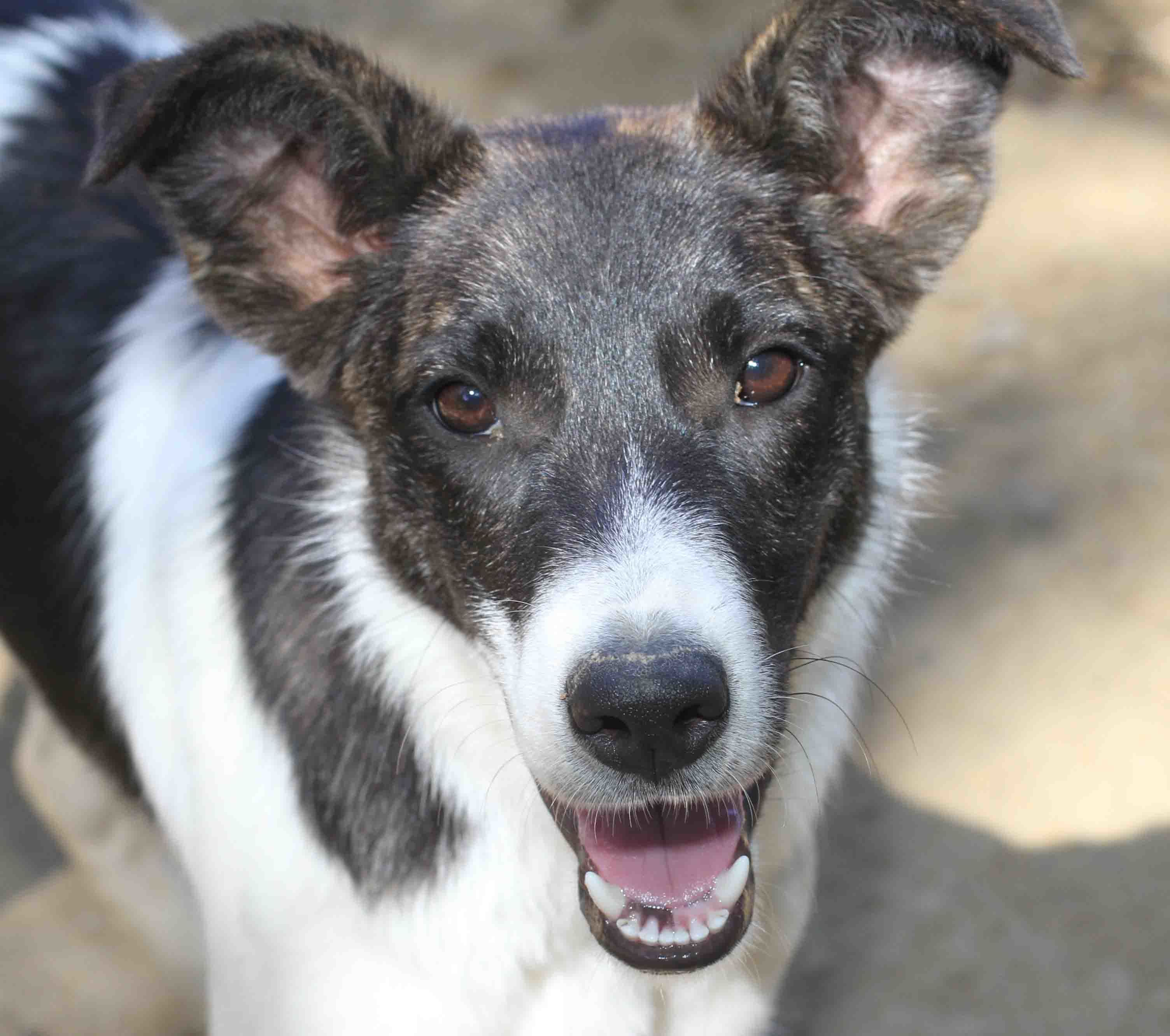 Nadeen - ADOPTED!