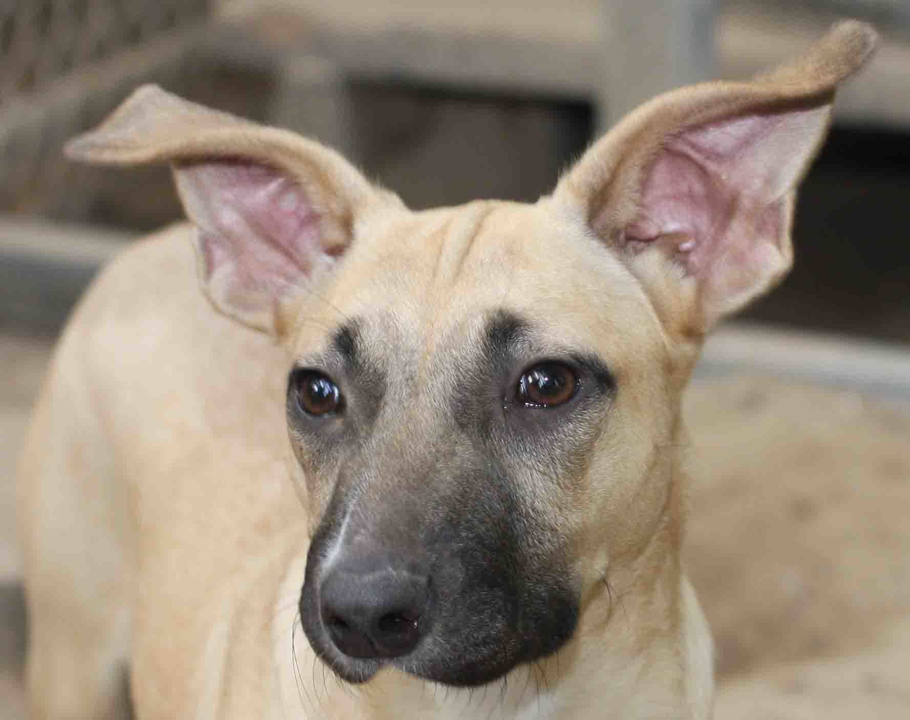 Ali - ADOPTED!