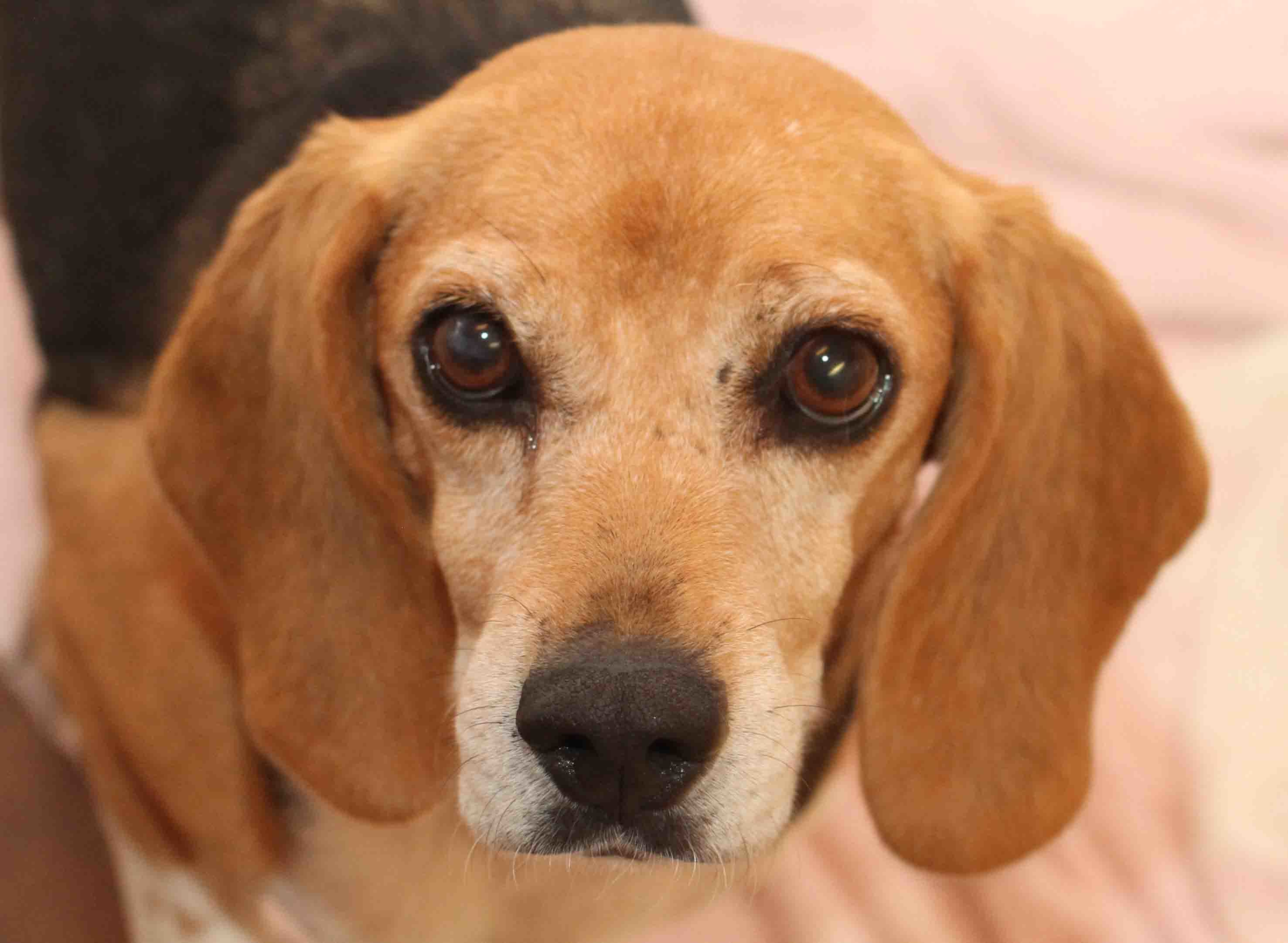 Leah - ADOPTED!