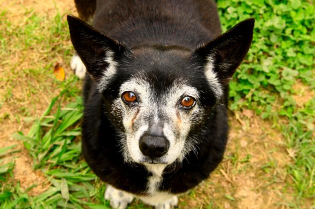 Beatrice - ADOPTED!