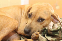 Vicki - ADOPTED!