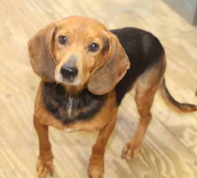 GB - ADOPTED!