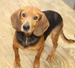 GB - ADOPTED!