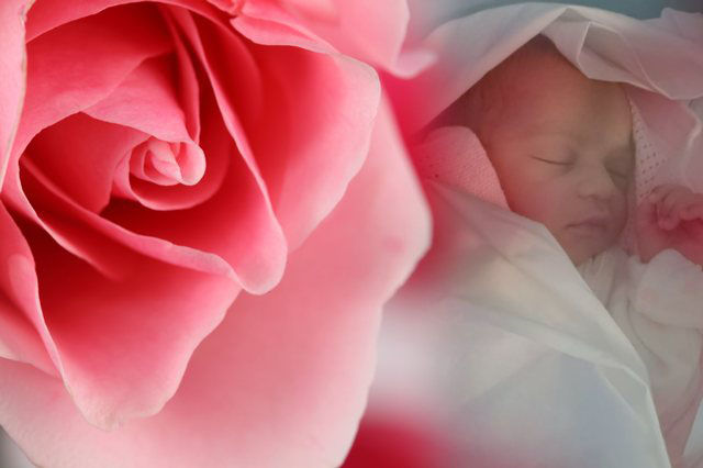 Baby within a Rose