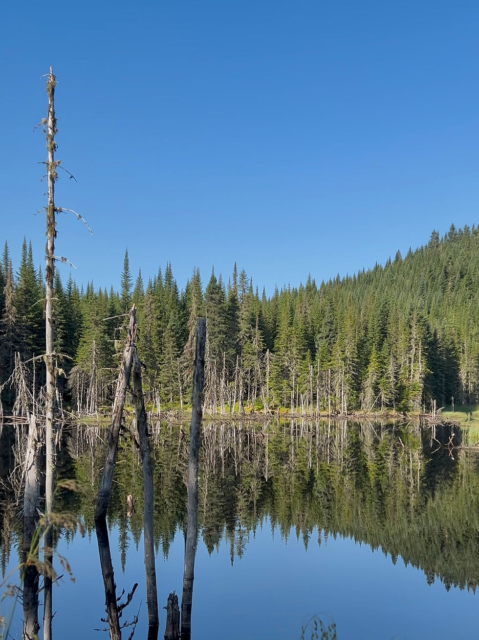 Beaver dams on le scotora trail, parc national de la jacques cartier