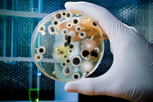 Petri Dish.jpg