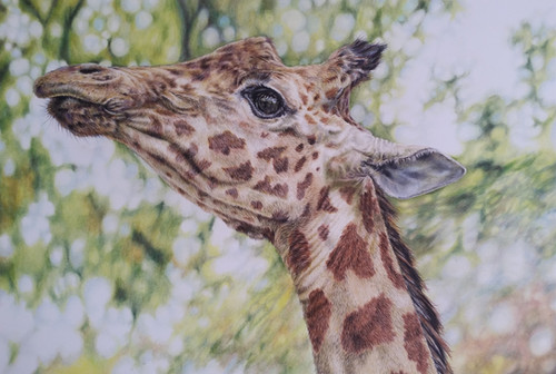 Giraffe in Coloured Pencil ORIGINAL (Framed) SOLD illustrator