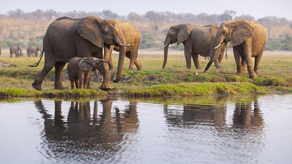 Chobe River Front (2)