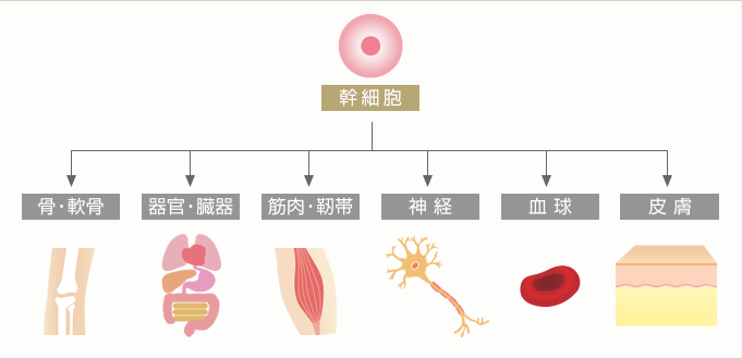 日本幹細胞分化