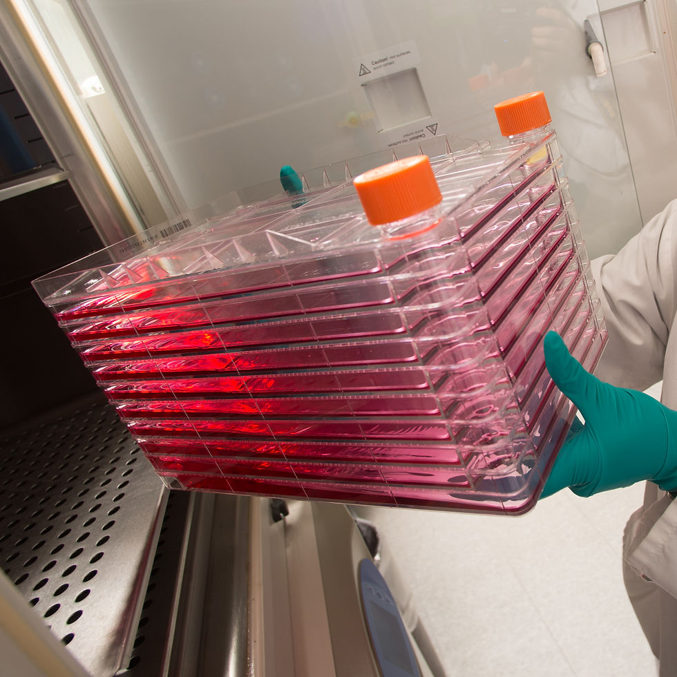 日本幹細胞多層培養瓶法