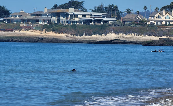 Seals, wildlife, surfers, surfing, dolphins