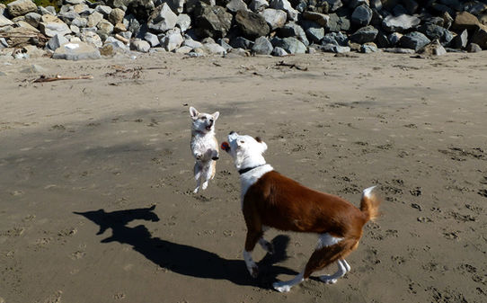 Dogs, dog friendly, beach