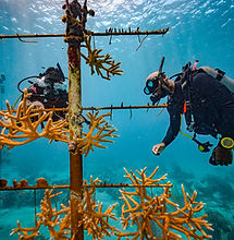 PADI Aware