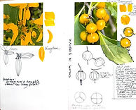 Nature Journaling
Presenter: Rhonda Roebuck

Join Rhonda Roebuck for an exciting nature journaling workshop.  Rhonda Roebuck grew up in the deep South where nature and the outdoors were a big part of her life.  She lived on a street with a dozen or more children who spend their summers outside playing games.  Rhonda graduated from the University of Alabama with a Master of Fine Arts degree.  She unexpectedly came to teaching art in the second semester of the school year at a middle school. Teaching became her life love.  She has been creating sketchbooks and journals for over 30 years.  Recently she has been teaching Nature Journaling at her local library in Crozet, Virginia.