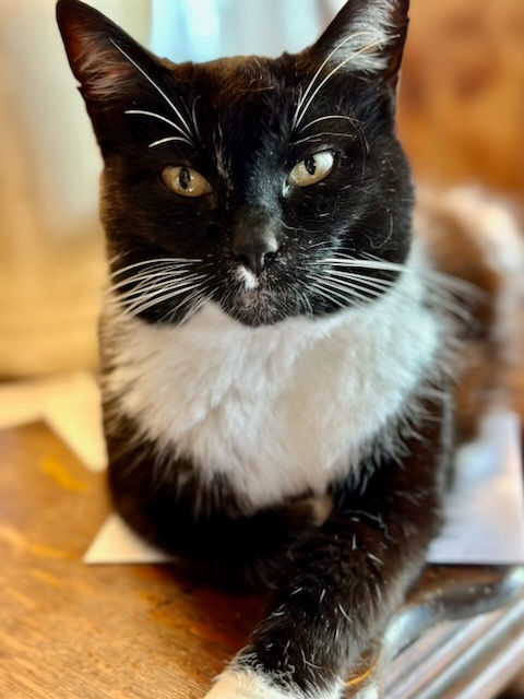 Tuxedo