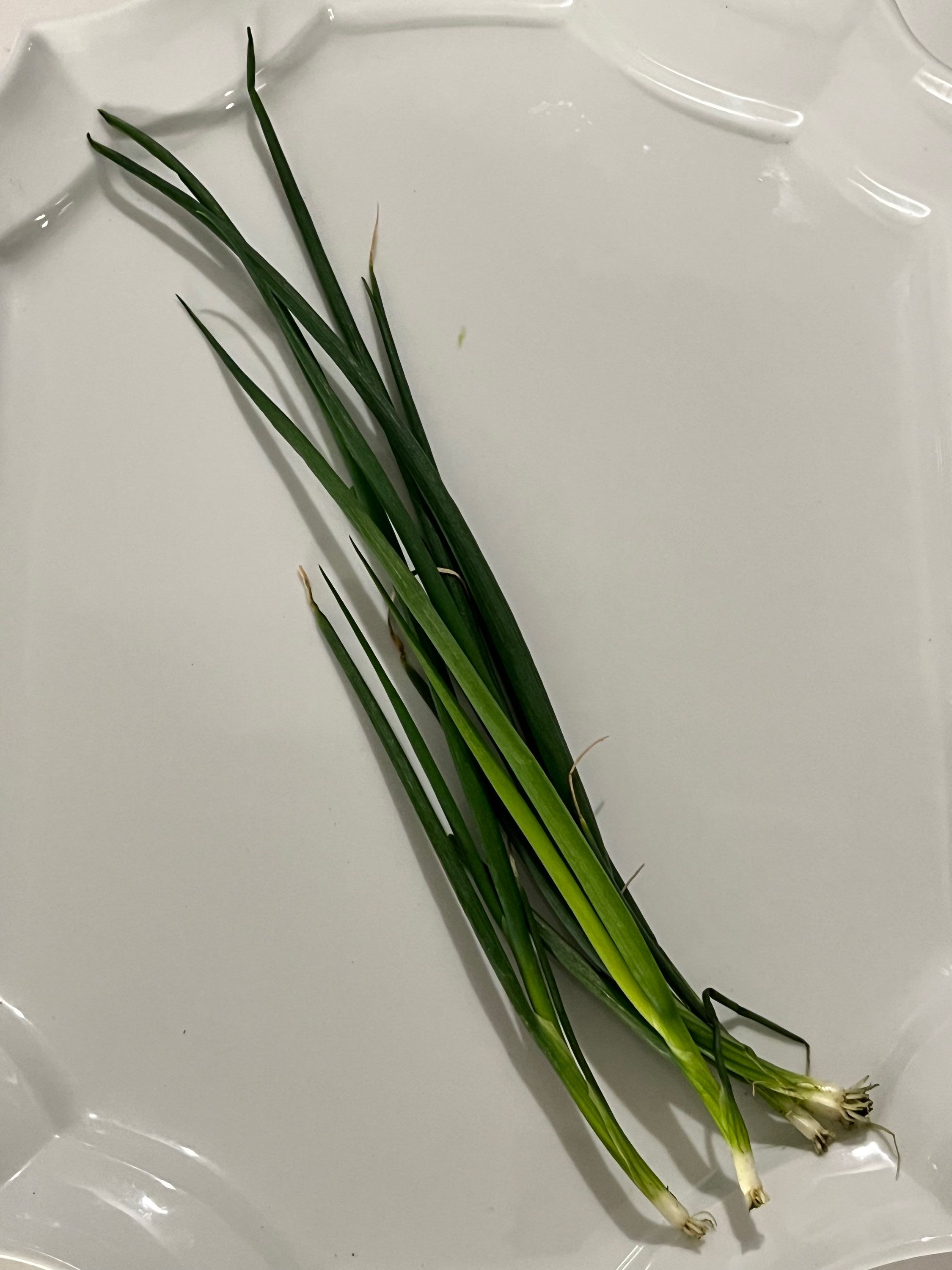Green Onion