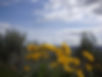 NEW NATURAL LANDSCAPE