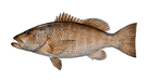 snapper-cubera.png