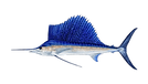 sailfish.png