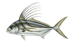 roosterfish.png