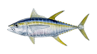 tuna-yellowfin.png