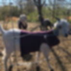 Naked (not really) goats