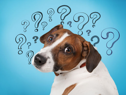 Un chien qui se demande comment prospecter avec les 6 questions de la méthode QQOQCP